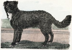 Terre-Neuve, Terre-Neuve - "Alphabet illustrant les animaux" XIXe siècle - Edouard Travies