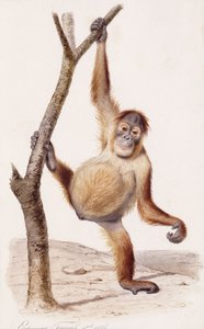 Orang-outan, 1836 - Edouard Travies