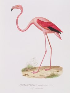 Phenicopterus americanus (Flamenco) gravé par Fournier, pub. par Bougeard - Edouard Travies