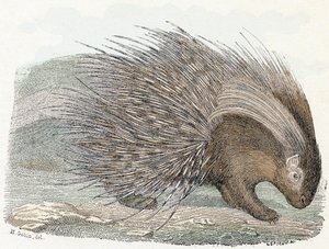 Porc-épic - Alphabet illustré des animaux 19ème siècle (gravure) - Edouard Travies