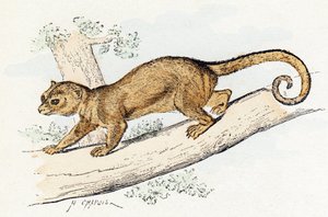 Quincajou - Alphabet illustré des animaux - Edouard Travies
