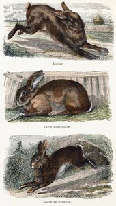 Lapins - 