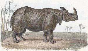 Rhinocéros - Alphabet illustré des animaux 19ème siècle (gravure) - Edouard Travies