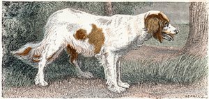 Épagneul - Alphabet illustré des animaux 19ème siècle (gravure) - Edouard Travies