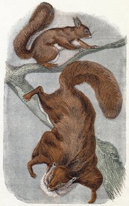 Écureuils - Alphabet illustré des animaux 19ème siècle (gravure) - Edouard Travies