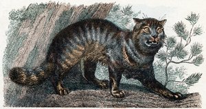 Chat sauvage - "Alphabet illustré des animaux" XIXe siècle (gravure) - Edouard Travies