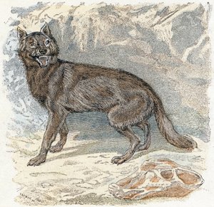 Loup - "Alphabet illustré des animaux" XIXe siècle (gravure)