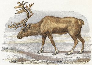 Alphabet illustré des animaux (gravure) - Edouard Travies