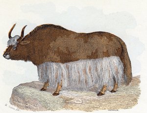 Yack - Alphabet illustré des animaux