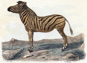 Zèbre - "Alphabet illustré des animaux" XIXe siècle (gravure) - Edouard Travies