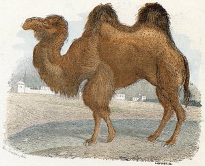 Alphabet illustré des animaux