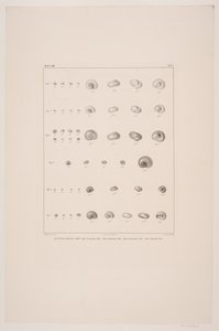 Collection de coquillages de Christian VIII, planche I - Edvard Fortling