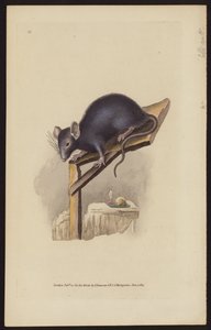 Rat noir (gravure en couleur) - Edward (after) Donovan