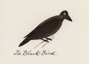 Le Livre des Oiseaux : L