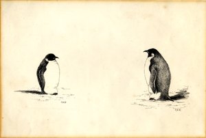Manchots empereurs