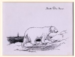 Ours polaire, vers 1905