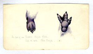Deux études du pied d
