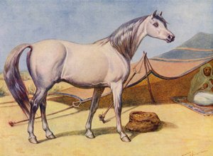 Cheval arabe