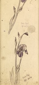 Iris - Edward Burne Jones