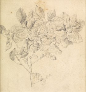 Étude pour un verger de pommiers - Edward Burne Jones