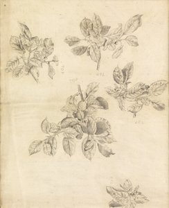 Étude de pommes, possiblement pour l