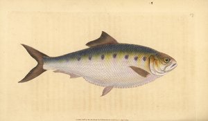 Alose, Alosa alosa. Gravure à la main par Edward Donovan de son "Histoire naturelle des poissons britanniques"