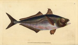 Chinchard, Trachurus trachurus (Chinchard, Scomber trachurus). Gravure à la main en cuivre dessinée et gravée par Edward Donovan de son Histoire naturelle des poissons britanniques, Donovan et F.C. et J. Rivington, Londres