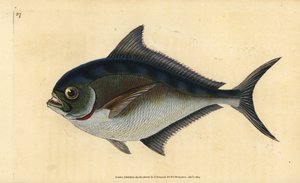 Castagnole, Brama brama - Edward Donovan
