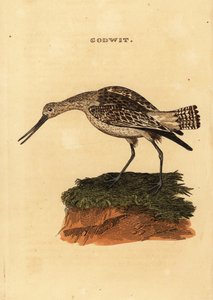 Barge rousse, Limosa lapponica
