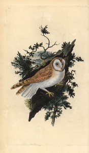 Effraie des clochers, Tyto alba - Edward Donovan