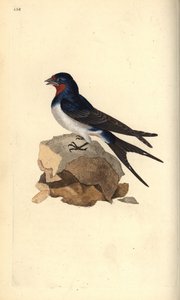 Hirondelle rustique, Hirundo rustica