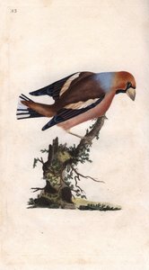 Gros-bec casse-noyaux. Coccothraustes (Loxia coccothraustes). Gravure en cuivre par Edward Donovan (1768-1837), publiée dans Histoire naturelle des oiseaux britanniques, Londres - Edward Donovan
