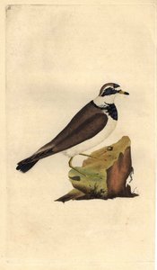 Grand gravelot. Charadrius hiaticula. Gravure sur cuivre par Edward Donovan, publiée dans "Histoire naturelle des oiseaux britanniques"