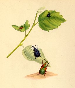 Charançons du bouleau : Curculio betulae, 1794, 1945 - Edward Donovan