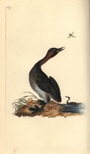 Grèbe à cou noir, Podiceps hebridicus. Gravure à la main en cuivre dessinée et gravée par Edward Donovan de son propre « Histoire naturelle des oiseaux britanniques », Londres - Edward Donovan