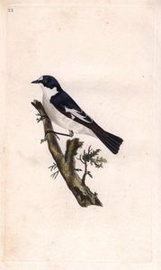 Gobemouche noir. Gravure sur cuivre par Edward Donovan, publiée dans Histoire naturelle des oiseaux britanniques