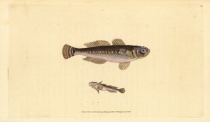 Gobie noir, Gobius niger - Edward Donovan