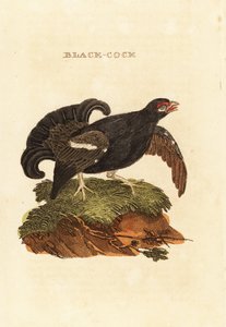 Grand tétras, Tetrao tetrix - Edward Donovan