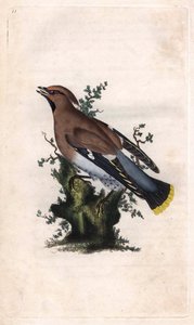 Jaseur boréal. Bombycilla garrulus. Gravure sur cuivre par Edward Donovan, publiée dans Histoire naturelle des oiseaux britanniques, Londres - Edward Donovan