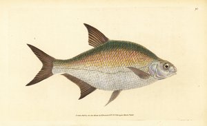 Brème, Abramis brama (Cyprinus brama) - Edward Donovan