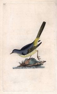 Bergeronnette des ruisseaux. Motacilla cinerea (Motacilla boarula). Gravure sur cuivre publiée dans Histoire naturelle des oiseaux britanniques, Londres - Edward Donovan