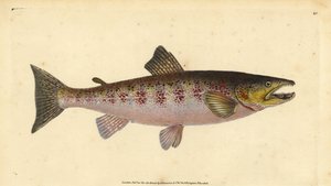 Truite fario, Salmo trutta fario