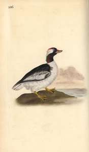 Petit Garrot, Bucephala albeola