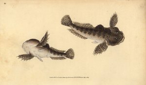Chabot commun, Cottus gobio - Edward Donovan