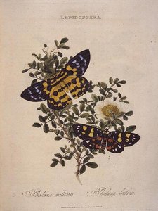 Papillons : Phalaena Militaris, Phalaena Lectrix, pub. par l