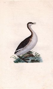 Grèbe castagneux. Tachybaptus ruficollis (Podiceps nigricans). Gravure sur cuivre publiée dans Histoire naturelle des oiseaux britanniques, Londres - Edward Donovan