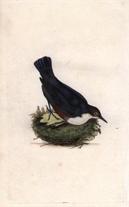 Cincle plongeur. Cinclus cinclus. Gravure en cuivre par Edward Donovan (1768-1837), publiée dans Histoire naturelle des oiseaux britanniques, Londres - Edward Donovan