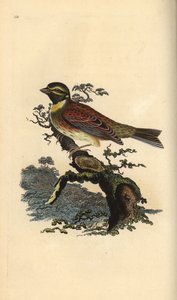 Bruant zizi, Emberiza cirlus - Edward Donovan