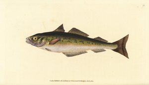 Lieu noir ou colin, Pollachius virens (Gadus carbonarius). Gravure à la main en cuivre dessinée et gravée par Edward Donovan de son Histoire naturelle des poissons britanniques, Donovan et F.C. et J. Rivington, Londres - Edward Donovan