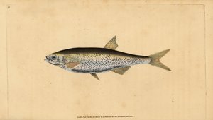 Ablette commune, Alburnus alburnus (Cyprinus alburnus). Gravure à la main en cuivre dessinée et gravée par Edward Donovan de son Histoire naturelle des poissons britanniques, Donovan et F.C. et J. Rivington, Londres - Edward Donovan